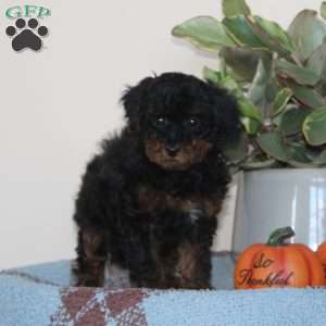 Glee, Cavapoo Puppy